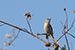 birds photography birds photography