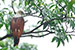 brahminy kite