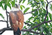 brahminy kite