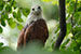 brahminy kite
