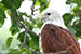 brahminy kite