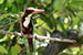 indian white throated kingfisher