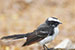 oriental magpie robin