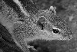 black and white photography