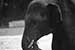 black and white photography_Elephant Elephant