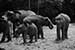 black and white photography_Herd of Elephants Herd of Elephants