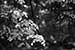 black and white photography_Leaves Leaves