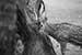 black and white photography_Spotted Deer Spotted Deer