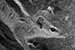 black and white photography_Squirrel Squirrel