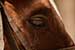 The eye of a Horse