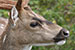 deer closeup
