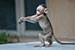 monkey playing on a car