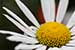 White Daisy