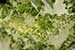 White cabbage flower