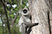 wildlife photography wild-life photography