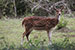 wildlife photography wild-life photography