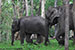 wildlife photography wild-life photography