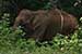 wildlife photography wild-life photography_elephant returning forest