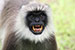 wildlife photography wild-life photography