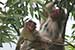 wildlife photography wild-life photography_monkey & infant