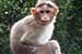 wildlife photography wild-life photography_monkey