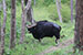 wildlife photography wild-life photography