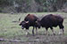 wildlife photography wild-life photography