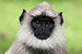 wildlife photography wild-life photography