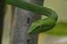 wildlife photography wild-life photography_green snake