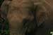 wildlife photography wild-life photography_elephant head looking camera