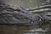 wildlife photography wild-life photography_crocodile head in water