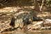 wildlife photography wild-life photography_backside of crocodile in shore