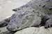 wildlife photography wild-life photography_resting crocodile