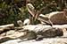 wildlife photography wild-life photography_yawning crocodile