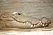 wildlife photography wild-life photography_resting crocodile