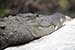 wildlife photography wild-life photography_resting crocodile