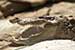 wildlife photography wild-life photography_yawning crocodile