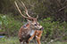 wildlife photography wild-life photography