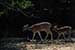 wildlife photography wild-life photography_walking deer fawns