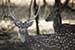 wildlife photography wild-life photography_facing deer