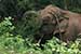 wildlife photography wild-life photography_elephant returning forest