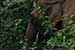 wildlife photography wild-life photography_elephant returning forest