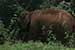 wildlife photography wild-life photography_elephant returning forest