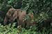 wildlife photography wild-life photography_elephant returning forest
