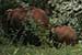 wildlife photography wild-life photography_elephant & calf returning forest
