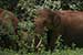 wildlife photography wild-life photography_elephants returning forest