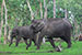 wildlife photography wild-life photography