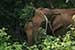 wildlife photography wild-life photography_elephant returning forest