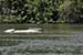 wildlife photography wild-life photography_crocodile in water