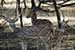 wildlife photography wild-life photography_facing deers and fawn